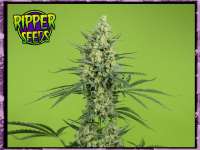 Bild von RSeeds (Criminal Plus)