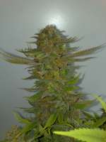 Ripper Seeds Criminal + - ein Foto von Kuolema