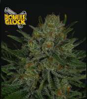 Ripper Seeds Double Glock - ein Foto von RSeeds