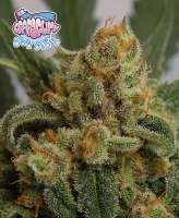 Bild von RSeeds (Grapegum)