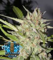 Bild von RSeeds (Hawaiian Wave)