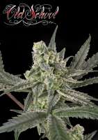 Ripper Seeds Old School - ein Foto von RSeeds