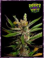 Bild von RSeeds (Ripper Haze)