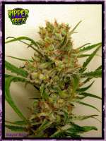 Bild von RSeeds (Ripper Haze)