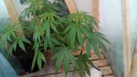 Ripper Seeds Sideral - ein Foto von Zoulou