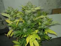 Ripper Seeds Toxic - ein Foto von Loveweed