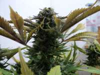 Ripper Seeds Toxic - ein Foto von Loveweed