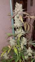 Ripper Seeds Zombie Kush - ein Foto von Goboafan