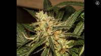 Bild von Mephisto66689 (Zombie Kush)