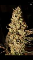 Bild von Mephisto66689 (Zombie Kush)