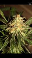 Bild von Mephisto66689 (Zombie Kush)