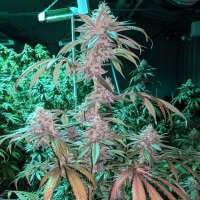 Rising Sun Cultivars Purple Poison - ein Foto von Biobombselections