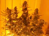 Rokerij Seeds Rokerij Cheese - ein Foto von Weeddan