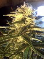 Royal Dutch Genetics Six Shooter - ein Foto von RapidGold