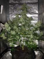 Royal Queen Seeds Amnesia Haze Automatic - ein Foto von SuperS