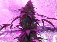 Bild von SuperS (Amnesia Haze Automatic)