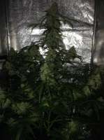 Royal Queen Seeds Amnesia Haze Automatic - ein Foto von SuperS