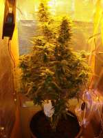 Bild von admin (Amnesia Haze Automatic)