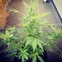 Bild von Kiffcowboy (Amnesia Haze Automatic)