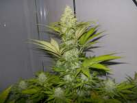 Royal Queen Seeds Blue Cheese - ein Foto von WhiteyB