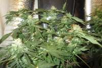 Royal Queen Seeds Blue Mistic - ein Foto von medic