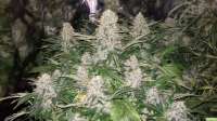 Royal Queen Seeds Bubble Kush - ein Foto von kappkillero187