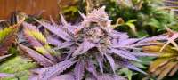 Royal Queen Seeds Candy Kush Express - ein Foto von Kleineshanfblatt