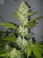 Bild von WhiteyB (Candy Kush Express)