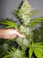 Bild von WhiteyB (Candy Kush Express)