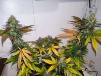 Royal Queen Seeds Critical - ein Foto von Greenywi