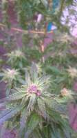 Royal Queen Seeds Critical Kush - ein Foto von XC4grw