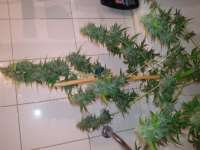 Royal Queen Seeds Diesel Automatic - ein Foto von fonzi