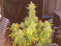 Royal Queen Seeds Easy Bud - ein Foto von RandomGrowerMG