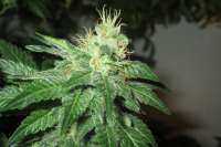 Royal Queen Seeds Fruit Spirit - ein Foto von medic