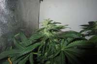 Royal Queen Seeds Fruit Spirit - ein Foto von medic