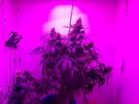 Royal Queen Seeds Haze Berry - ein Foto von Greenywi