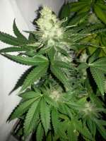 Royal Queen Seeds Ice - ein Foto von Froschkoenig