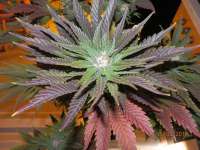 Royal Queen Seeds Ice - ein Foto von djcgio