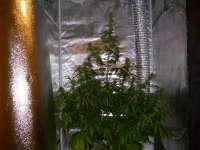 Royal Queen Seeds Jack Herer Automatic - ein Foto von Mojojojo