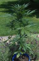 Royal Queen Seeds Jack Herer Automatic - ein Foto von qdb5285