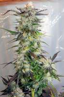 Royal Queen Seeds Lemon Haze - ein Foto von therpenist