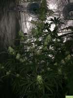 Bild von SuperS (Lemon Haze)