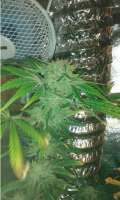 Royal Queen Seeds Medical Mass - ein Foto von wasgedn