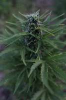 Bild von NorthernGrower2 (Northern Light)