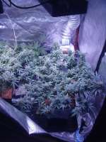 Royal Queen Seeds Northern Light Automatic - ein Foto von Herodotus