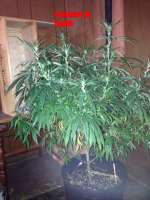 Royal Queen Seeds Painkiller XL - ein Foto von ZoBudd