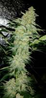 Royal Queen Seeds Pineapple Kush - ein Foto von Cmog420