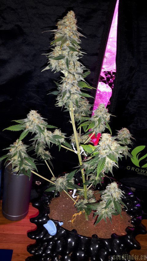 Royal Queen Seeds Power Flower