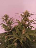 Royal Queen Seeds Power Flower - ein Foto von NoNameGrower