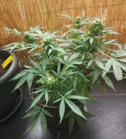 Royal Queen Seeds Royal Bluematic - ein Foto von Kiffcowboy